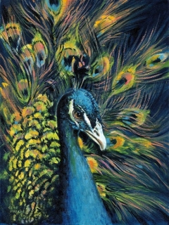 Peacock